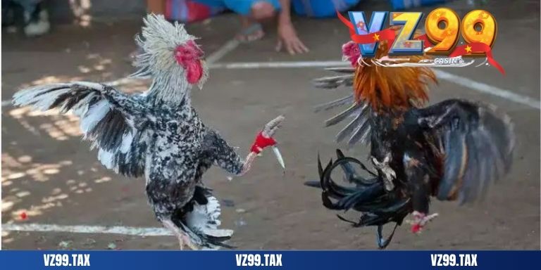 Đá Gà Cựa Dao 2025 – Trải Nghiệm Cá Cược Đỉnh Cao 1 add đá gà cựa dao