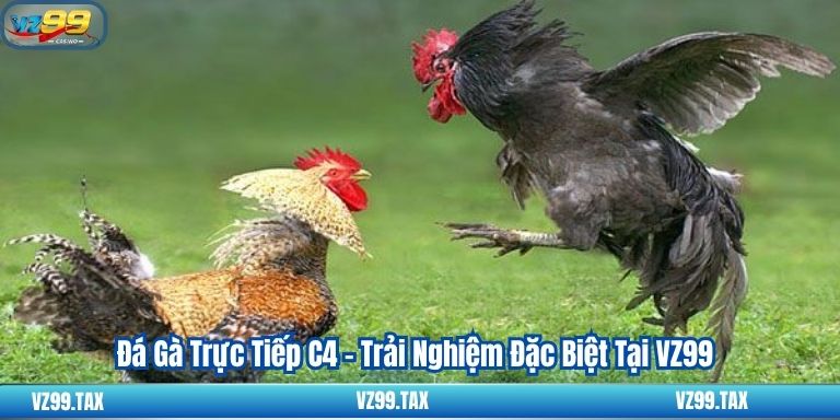 Đá Gà Trực Tiếp C4 - Trải Nghiệm Đặc Biệt Tại VZ99 1 Đá Gà Trực Tiếp C4 - Trải Nghiệm Đặc Biệt Tại VZ99